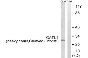 Western blot analysis of extracts from HeLa cells, treated with etoposide (25uM, 1hour), using CATL1 (heavy chain, Cleaved-Thr288) antibody.