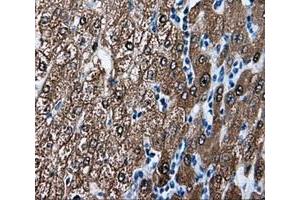 Immunohistochemical staining of paraffin-embedded liver tissue using anti-BHMT mouse monoclonal antibody. (BHMT antibody)