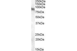 Western Blotting (WB) image for Neuroligin 3 (NLGN3) peptide (ABIN369776)