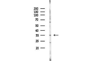 Western blot analysis of lysates from Hela cells(LPS 4h treatment), using Caspase 3 Antibody at 1/1000 dilution.