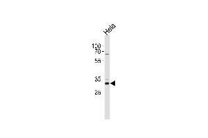 CCND1 Antibody  (ABIN1881175 and ABIN2838924) western blot analysis in Hela cell line lysates (35 μg/lane). (Cyclin D1 antibody  (C-Term))