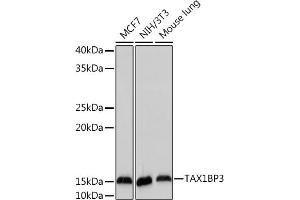 Western blot analysis of extracts of various cell lines, using TBP3 Rabbit mAb (ABIN7270742) at 1:1000 dilution. (TAX1BP3 antibody)