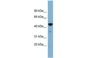 TAPBP antibody  (Middle Region)