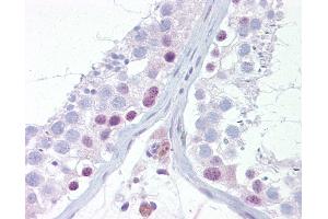 Anti-UTF1 antibody IHC of human testis. (UTF1 antibody  (AA 251-300))