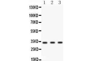 Anti- Cyclin D1 Picoband antibody, Western blotting All lanes: Anti Cyclin D1  at 0. (Cyclin D1 antibody  (Middle Region))