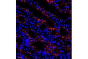 BOK antibody