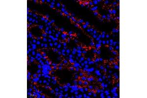 Immunofluorescence of paraffin embedded rat kidney using B0K (ABIN7073200) at dilution of 1:750 (400x lens)
