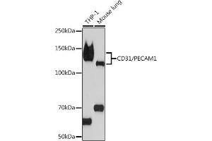 Western blot analysis of extracts of various cell lines, using CD31/PEC Rabbit mAb (ABIN7269407) at 1:1000 dilution. (CD31 antibody)