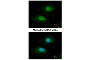 ICC/IF Image Immunofluorescence analysis of paraformaldehyde-fixed HeLa, using BPGM, antibody at 1:100 dilution. (BPGM antibody)