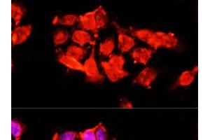 Immunofluorescence analysis of 293T cells using A1BG Polyclonal Antibody at dilution of 1:100 (40x lens). (A1BG antibody)