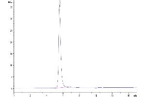 The purity of Human VEGF R2 is greater than 95 % as determined by SEC-HPLC. (VEGFR2/CD309 Protein (AA 20-764) (His-Avi Tag))
