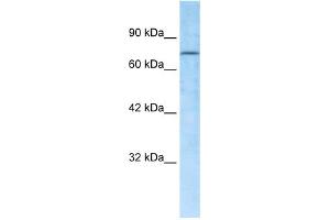 WB Suggested Anti-RBAK Antibody Titration:  0. (RBAK antibody  (Middle Region))