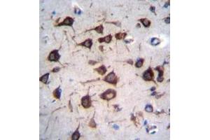 Formalin fixed and paraffin embedded human brain tissue reacted with EEF1A2 Antibody (C-term) followed by peroxidase conjugation of the secondary antibody and DAB staining. (EEF1A2 antibody  (C-Term))