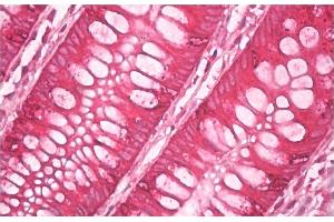 Immunohistochemistry staining of human colon (paraffin sections) using anti-AGR2+AGR3 (clone AGR3. (AGR2+AGR3 antibody)