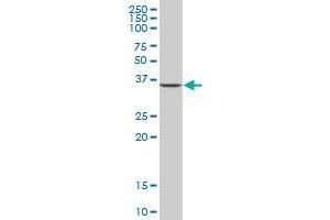 C1orf80 MaxPab polyclonal antibody. (AIDA antibody  (AA 1-306))