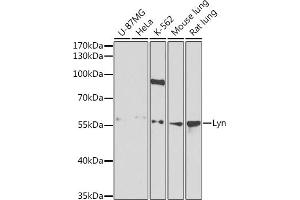 Western blot analysis of extracts of various cell lines, using Lyn antibody (ABIN3022893, ABIN3022894, ABIN3022895 and ABIN6219284) at 1:1000 dilution. (LYN antibody  (AA 1-240))