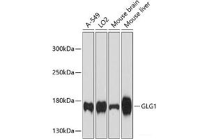 Western blot analysis of extracts of various cell lines using GLG1 Polyclonal Antibody at dilution of 1:3000. (GLG1 antibody)
