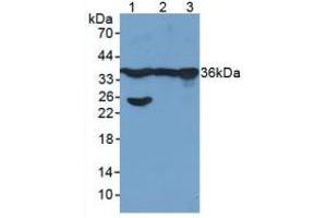 Figure. (GAPDH antibody  (AA 154-324))