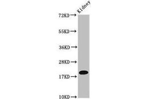 NAA38 antibody  (AA 2-173)