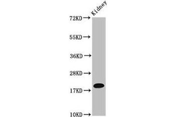 NAA38 antibody  (AA 2-173)