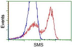 HEK293T cells transfected with either RC200619 overexpress plasmid (Red) or empty vector control plasmid (Blue) were immunostained by anti-SMS antibody (ABIN2454716), and then analyzed by flow cytometry. (SMS antibody)
