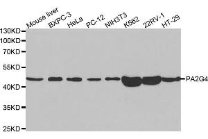 Western blot analysis of extracts of various cell lines, using PA2G4 antibody. (PA2G4 antibody)