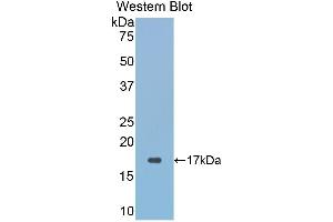 Western Blotting (WB) image for anti-Glutaredoxin 3 (GLRX3) (AA 144-234) antibody (ABIN1859028) (GLRX3 antibody  (AA 144-234))