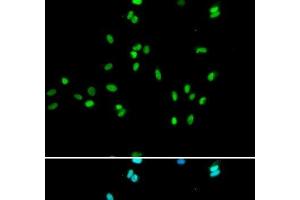 Immunofluorescence (IF) image for anti-Nuclear Receptor Subfamily 5, Group A, Member 2 (NR5A2) antibody (ABIN7261718)