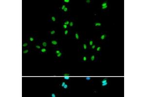 Immunofluorescence analysis of A549 cells using NR5A2 Polyclonal Antibody (NR5A2 + LRH1 antibody)