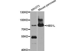 Western blot analysis of extracts of various cell lines, using HBS1L antibody (ABIN4903873) at 1:1000 dilution.