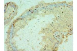 Immunohistochemistry of paraffin-embedded human testis tissue using ABIN7150150at dilution of 1:100 (APOBEC3C antibody  (AA 1-190))