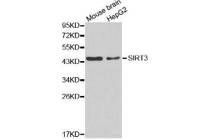 Western blot analysis of extracts of mouse brain and HepG2 cell lines, using SIRT3 antibody.