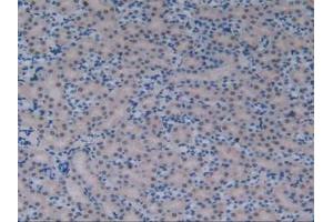 IHC-P analysis of Mouse Kidney Tissue, with DAB staining. (AFT1 antibody  (AA 3-245))