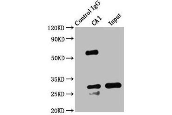 CA1 antibody  (AA 2-261)