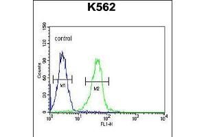 Flow cytometric analysis of K562 cells (right histogram) compared to a negative control cell (left histogram). (KCNJ6 antibody  (AA 26-55))