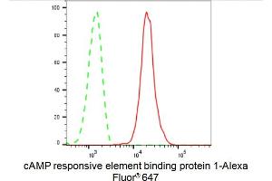 Flow cytometric analysis of cAMP responsive element binding protein 1 expression in C2C12 cells using cAMP responsive element binding protein 1 antibody (ABIN7797855), 1:2,000). (Recombinant CREB1 antibody)