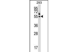 HEXIM1 Antibody (N-term) (ABIN657913 and ABIN2846861) western blot analysis in 293 cell line lysates (35 μg/lane). (HEXIM1 antibody  (N-Term))