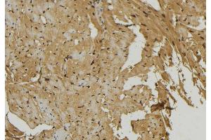 ABIN6273915 at 1/100 staining Mouse muscle tissue by IHC-P. (S1PR1 antibody  (Internal Region))