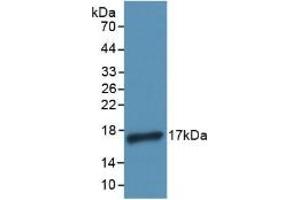 Detection of Recombinant IL4, Human using Polyclonal Antibody to Interleukin 4 (IL4) (IL-4 antibody  (AA 25-153))