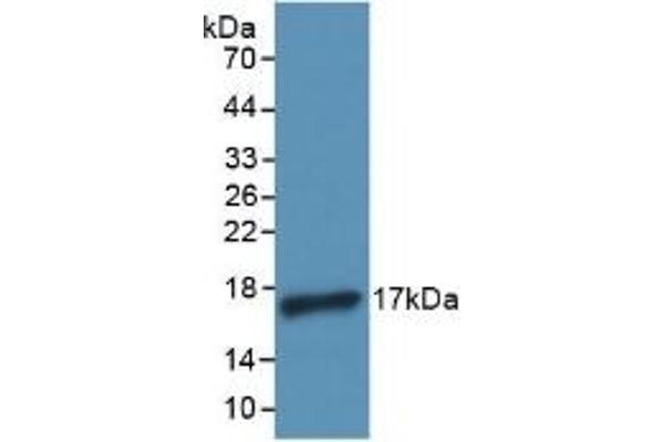 IL-4 antibody  (AA 25-153)