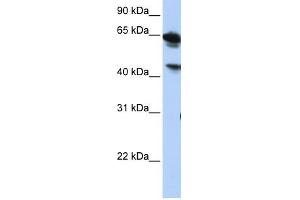 BAT5 antibody used at 1 ug/ml to detect target protein. (BAT5 antibody  (Middle Region))
