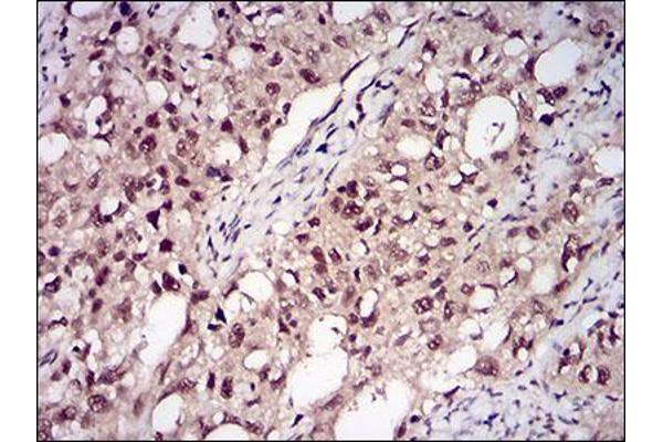PPP1CB antibody  (AA 174-327)