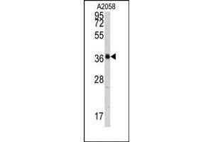 Image no. 1 for anti-Polymerase (RNA) I Polypeptide C, 30kDa (POLR1C) (C-Term) antibody (ABIN358013) (POLR1C antibody  (C-Term))