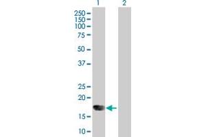 Western Blot analysis of IFNA6 expression in transfected 293T cell line by IFNA6 MaxPab polyclonal antibody. (IFNA6 antibody  (AA 1-189))
