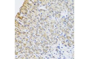Immunohistochemistry of paraffin-embedded mouse stomach using PER1 antibody at dilution of 1:100 (x40 lens). (PER1 antibody)
