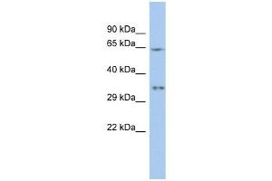 MIF4GD antibody used at 1 ug/ml to detect target protein.