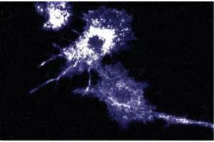 Immunofluorescence staining of mouse macrophages. (Afadin antibody  (AA 1091-1233))
