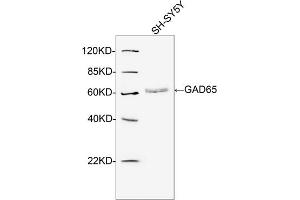 Western blot analysis of cell lysates using 2 µg/mL Rabbit Anti-GAD65 Polyclonal Antibody (ABIN398998) The signal was developed with IRDyeTM 800 Conjugated Goat Anti-Rabbit IgG. (GAD65 antibody  (N-Term))