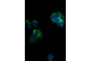 Anti-CLPP mouse monoclonal antibody (ABIN2452911) immunofluorescent staining of COS7 cells transiently transfected by pCMV6-ENTRY CLPP (RC200301). (CLPP antibody)