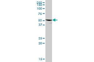 P2RX5 MaxPab polyclonal antibody. (P2RX5 antibody  (AA 1-422))